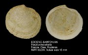 EOCENE-BARTONIAN Parvilucina albella